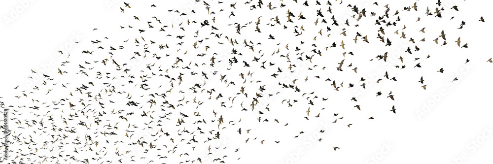 starlings, group of birds isolated on transparent background banner