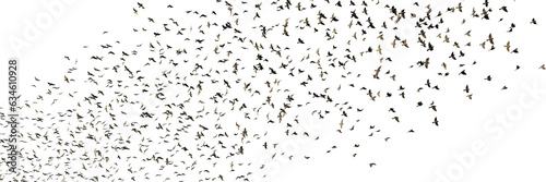 starlings, group of birds isolated on transparent background banner © dottedyeti