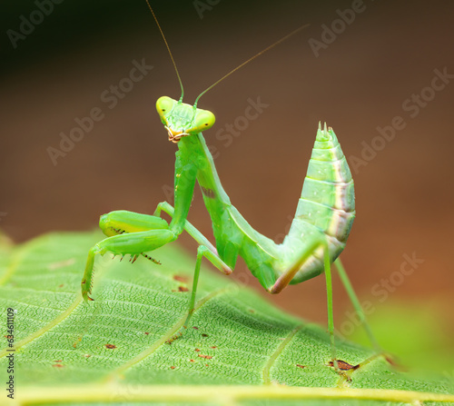 Praying Mantis Rainforest or European Mantis on a green leaf nature background © ValentinValkov