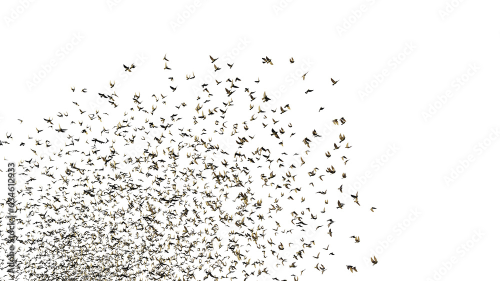 starlings, large group of birds, isolated on transparent background