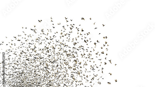 Obraz na płótnie starlings, large group of birds, isolated on transparent background w salonie