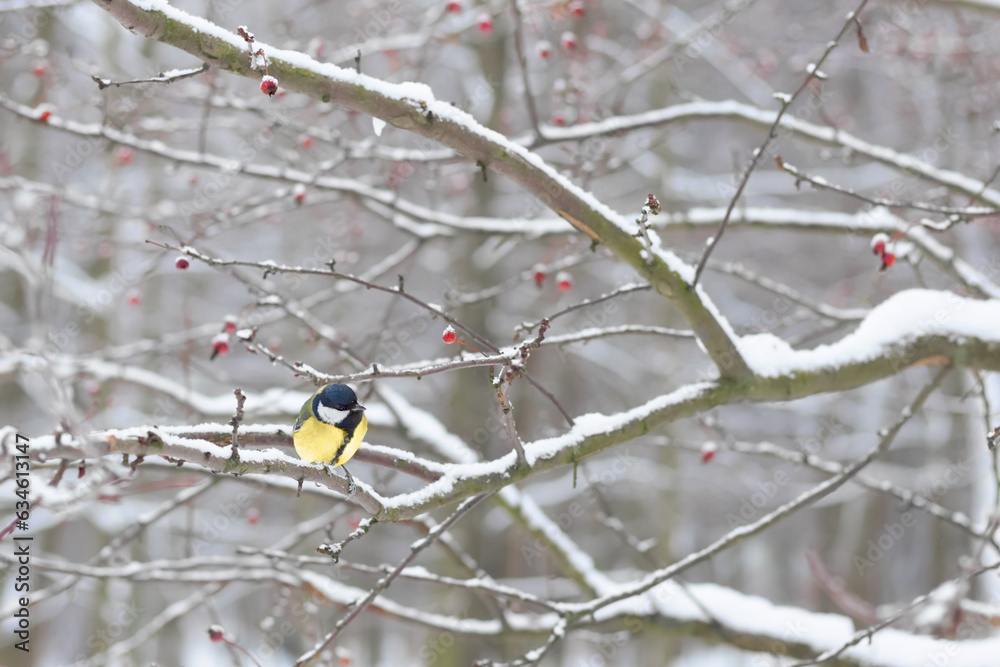 titmouse in tree with red berries on snowy winter day in park. Copy space. titmouse in tree with red berries on snowy winter day in park. Copy space.