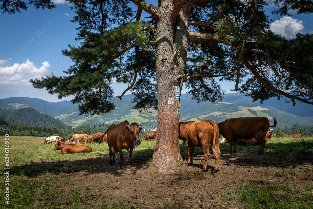 A herd of cattle resting in the shadow under the tree in Pieniny mountains, Poland.