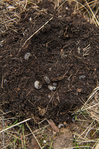 Larven von Rosenkäfer ausgraben, Engerlinge im Gartenbeet entfernen 