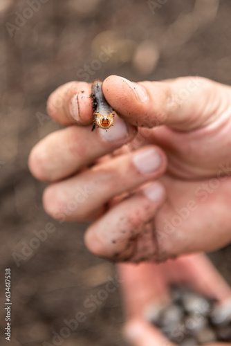 Larven von Rosenkäfer ausgraben, Engerlinge im Gartenbeet entfernen
