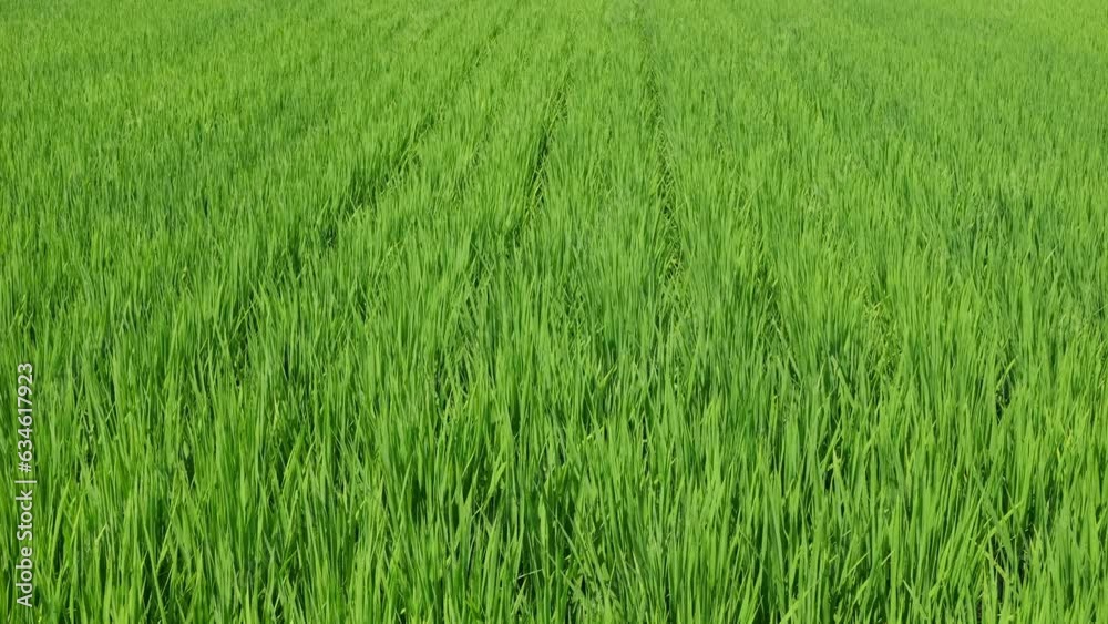 Nature green rice plant leaves on the rice fields Nature green rice plant leaves on the rice fields