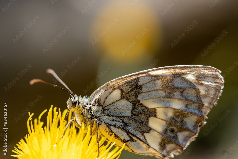 Fototapeta premium Butterfly on a yellow flower close-up 