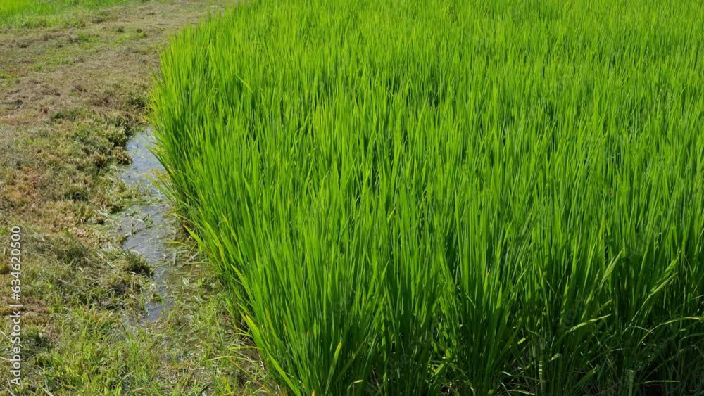 Nature green rice plant leaves on the rice fields Nature green rice plant leaves on the rice fields
