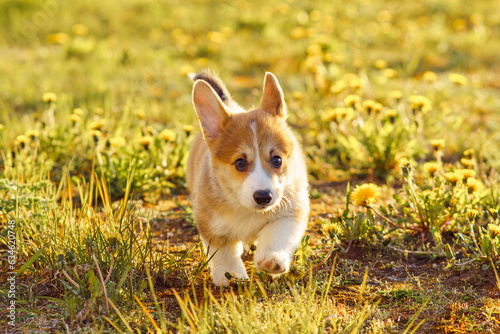 Reddish white Corgi puppy sneak up on something on grass with yellow flowers. Pet run, explore place on sunny weather.