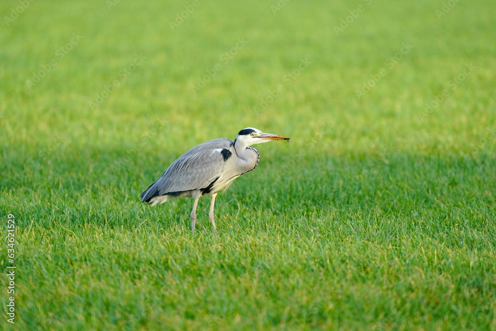 Beautiful gray heron bird walks in the grass with an insect in its beak. A natural background, grass.