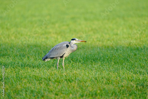 Obraz na płótnie Beautiful gray heron bird walks in the grass with an insect in its beak. A natural background, grass. w salonie