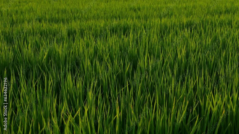 Nature green rice plant leaves on the rice fields