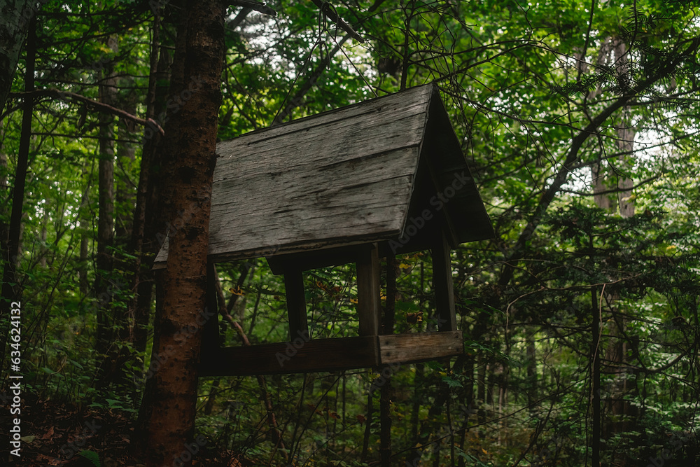 A bird feeder hangs on a tree in a dense forest. Wooden bird feeder in the form of a house. A bird feeder hangs on a tree in a dense forest. Wooden bird feeder in the form of a house.