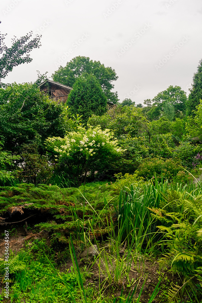 Fototapeta premium Summer garden with lots of green lush plants and flowers. Garden with dense plantations of trees, shrubs and flowers.