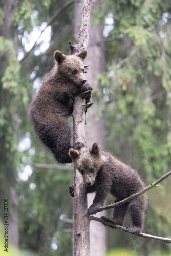 Brown bear baby cub siblings on a tree playing