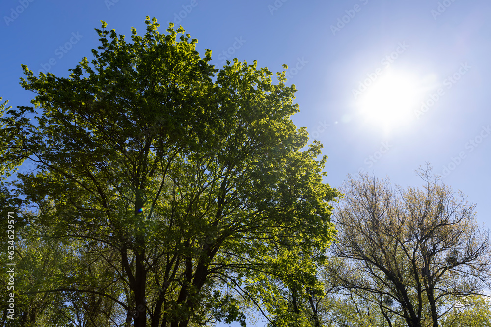 deciduous trees in the spring season in sunny weather deciduous trees in the spring season in sunny weather