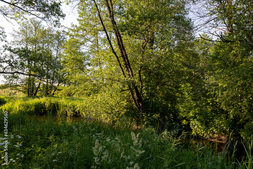 mixed forest with large and old trees before sunset