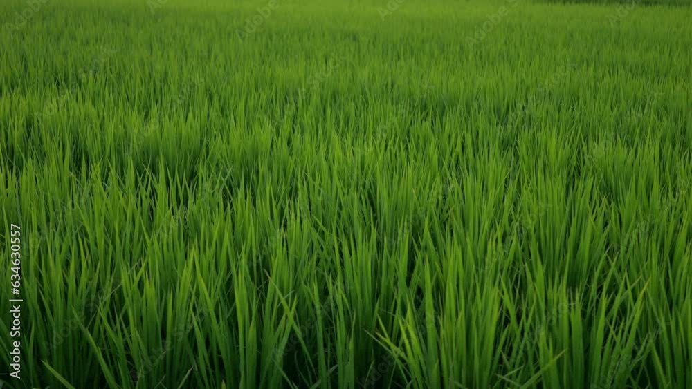 Nature green rice plant leaves on the rice fields Nature green rice plant leaves on the rice fields