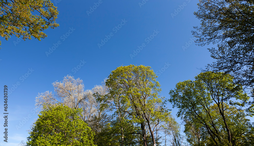 Young spring foliage of trees in the spring season Young spring foliage of trees in the spring season