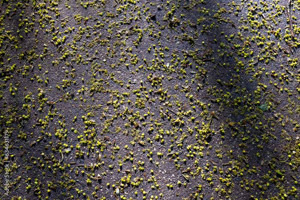 fallen on the road flowers and foliage of maples fallen on the road flowers and foliage of maples