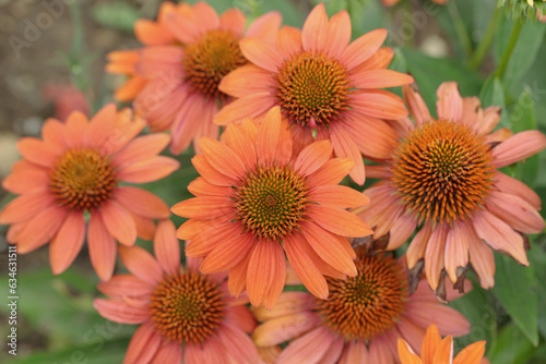 Blooming orange coneflowers (Echinacea purpurea). photo