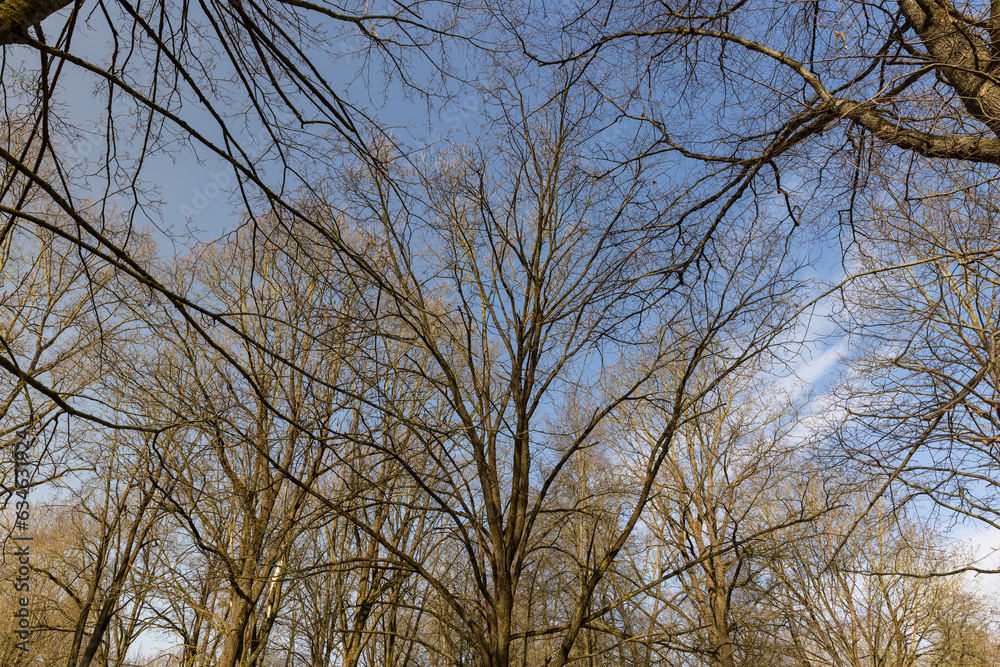 trees of different varieties in the spring season trees of different varieties in the spring season