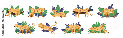 Spotted Leopard or Jaguar with Yellow Skin Among Tropical Leaves Vector Set