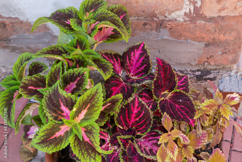 Stems of different cultivated coleus with variegated leaves against wall photo