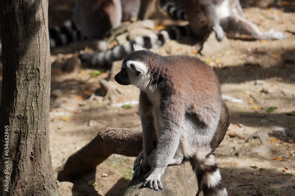 Obraz premium ワオキツネザル 英名：Ring-tailed Lemur 学名：Lemur catta 分類：霊長目 キツネザル科