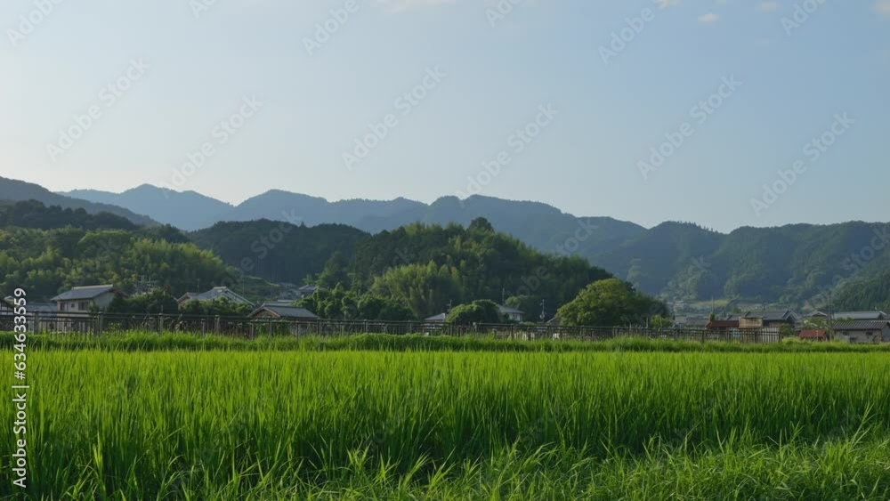 Beautiful view of rice fields in the countryside Beautiful view of rice fields in the countryside