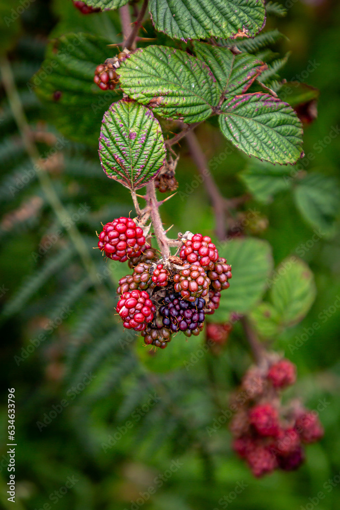 Ripening blackberries in August, with a shallow depth of field Ripening blackberries in August, with a shallow depth of field