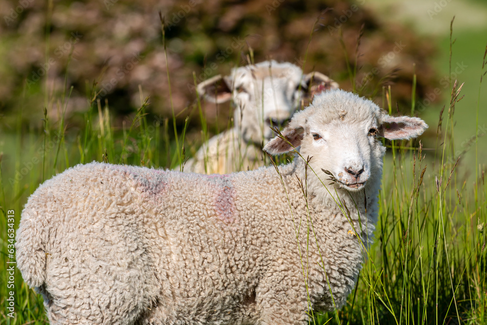 Two sheep looking at the camera, with a shallow depth of field Two sheep looking at the camera, with a shallow depth of field