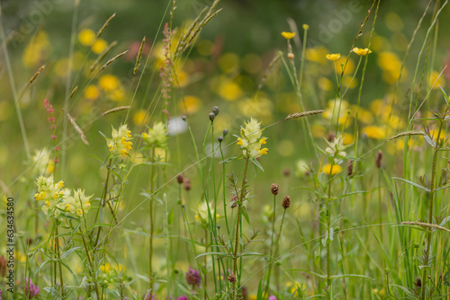 Yellow rattle and other wildflowers, in a meadow in late spring photo