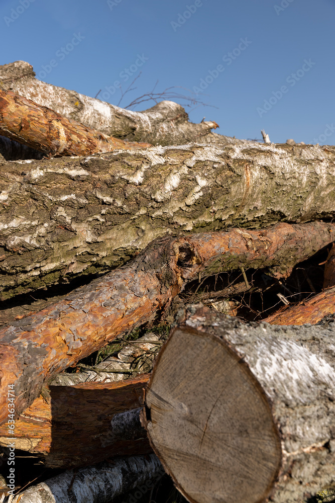 a pile of sawn wood after deforestation, harvesting of wood a pile of sawn wood after deforestation, harvesting of wood