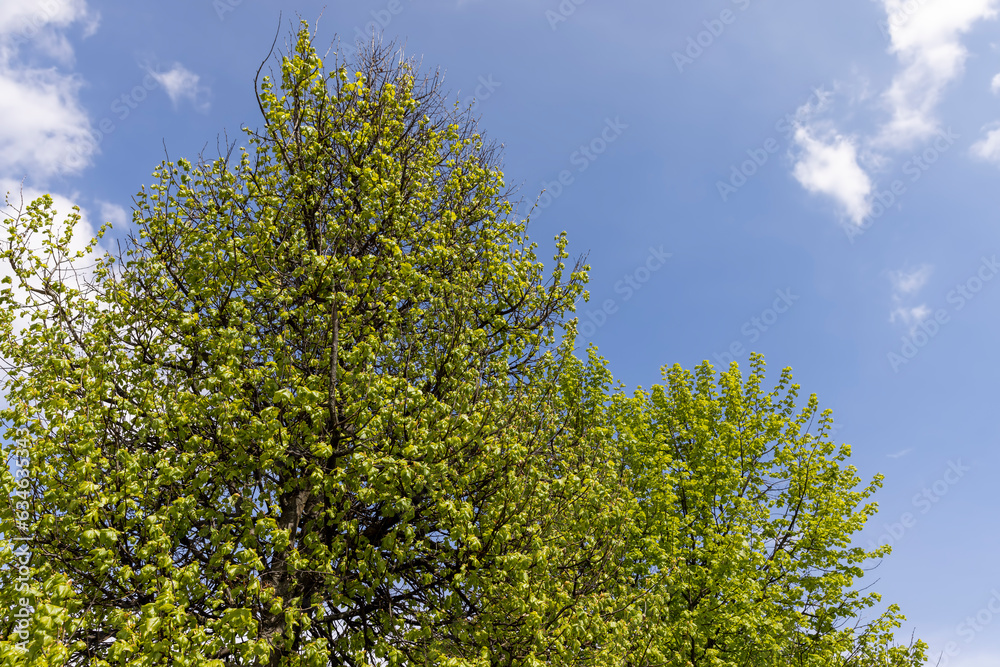 green foliage of linden trees in the spring season green foliage of linden trees in the spring season