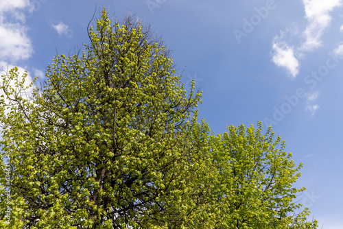 green foliage of linden trees in the spring season