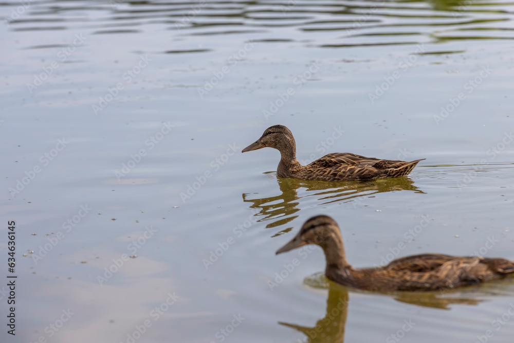 hungry ducks swimming on the lake in the summer hungry ducks swimming on the lake in the summer