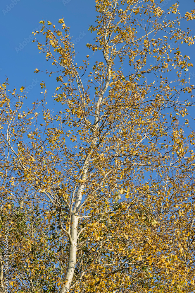 Birch forest with trees with yellow and green foliage Birch forest with trees with yellow and green foliage
