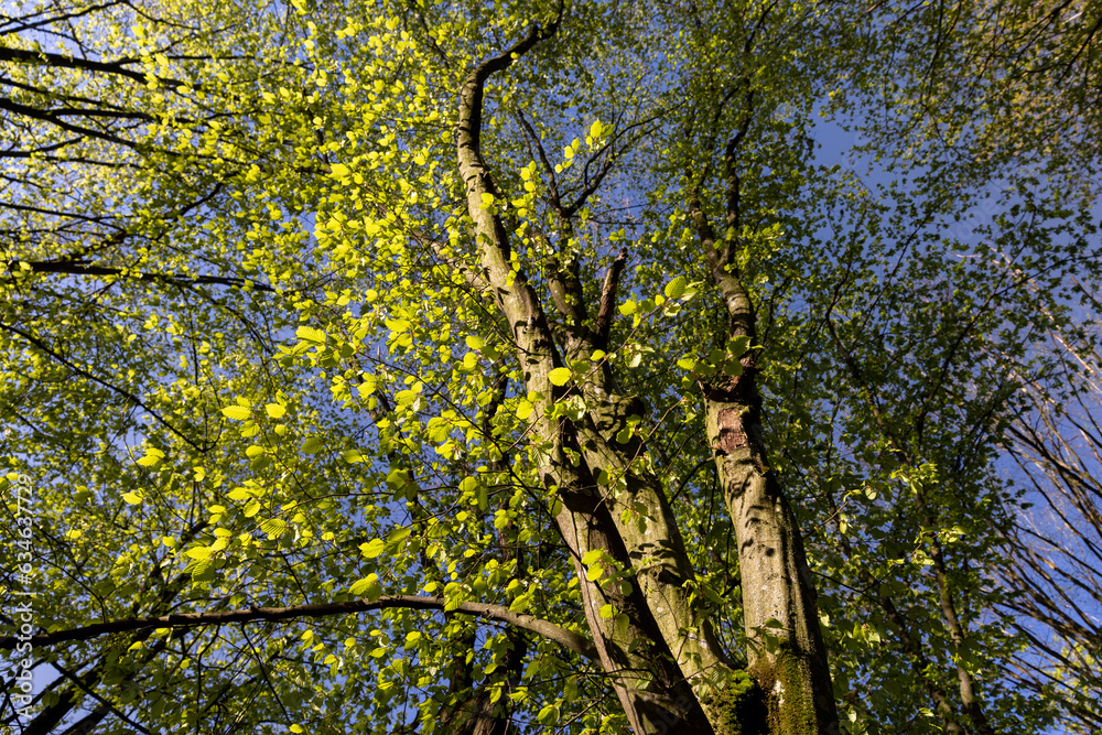 Fototapeta premium green foliage on hornbeam tree in spring bloom