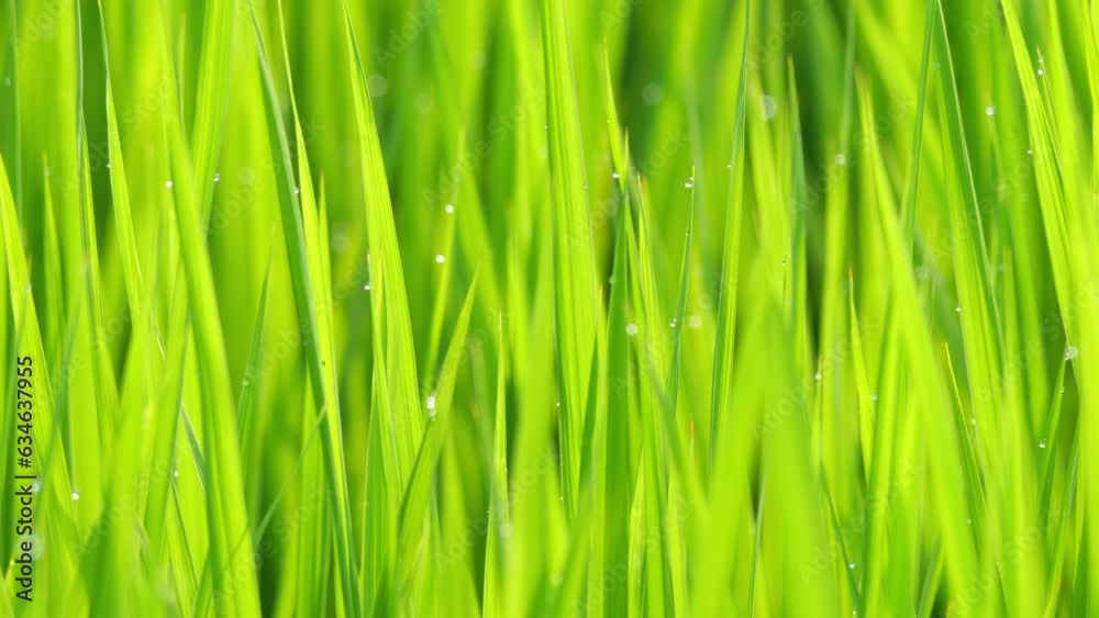Beautiful ricefield scene with waterdrop early morning Beautiful ricefield scene with waterdrop early morning