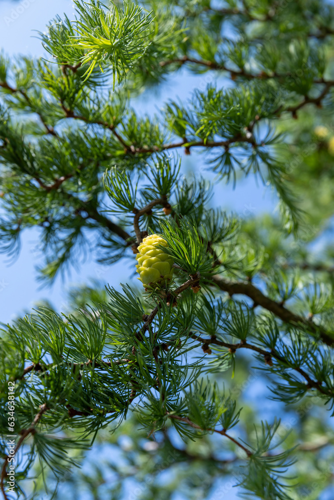 green needles on a larch tree in the spring season green needles on a larch tree in the spring season