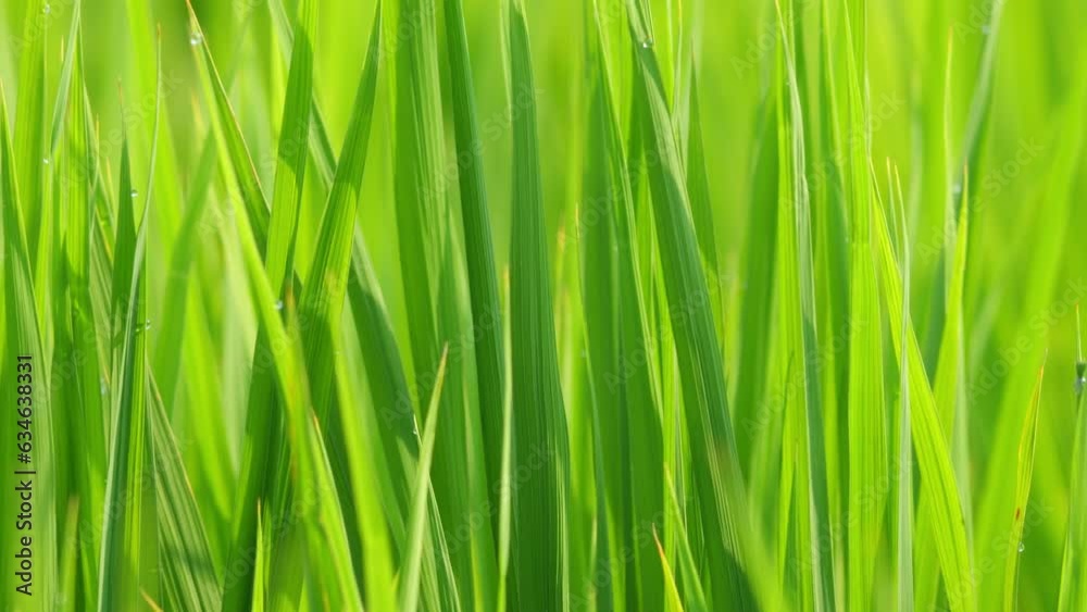Beautiful ricefield scene with waterdrop early morning Beautiful ricefield scene with waterdrop early morning