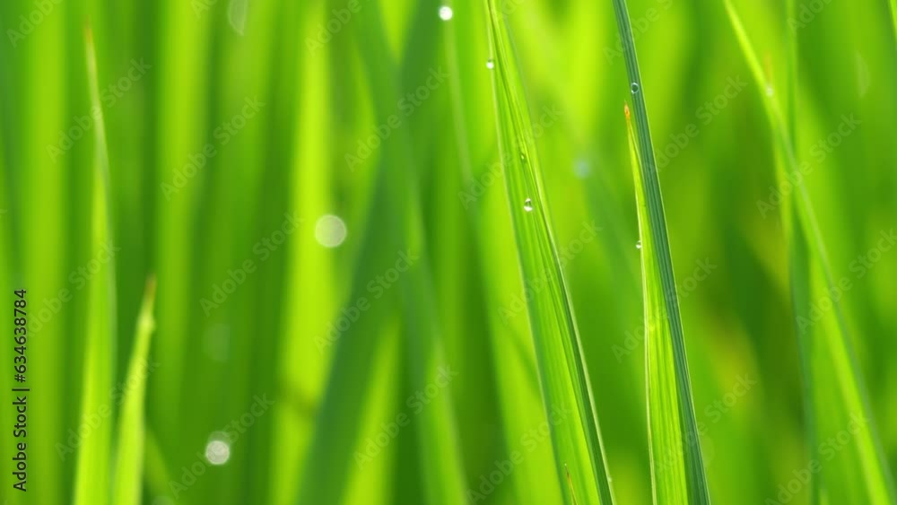 Beautiful rice field scene with waterdrop early morning Beautiful rice field scene with waterdrop early morning