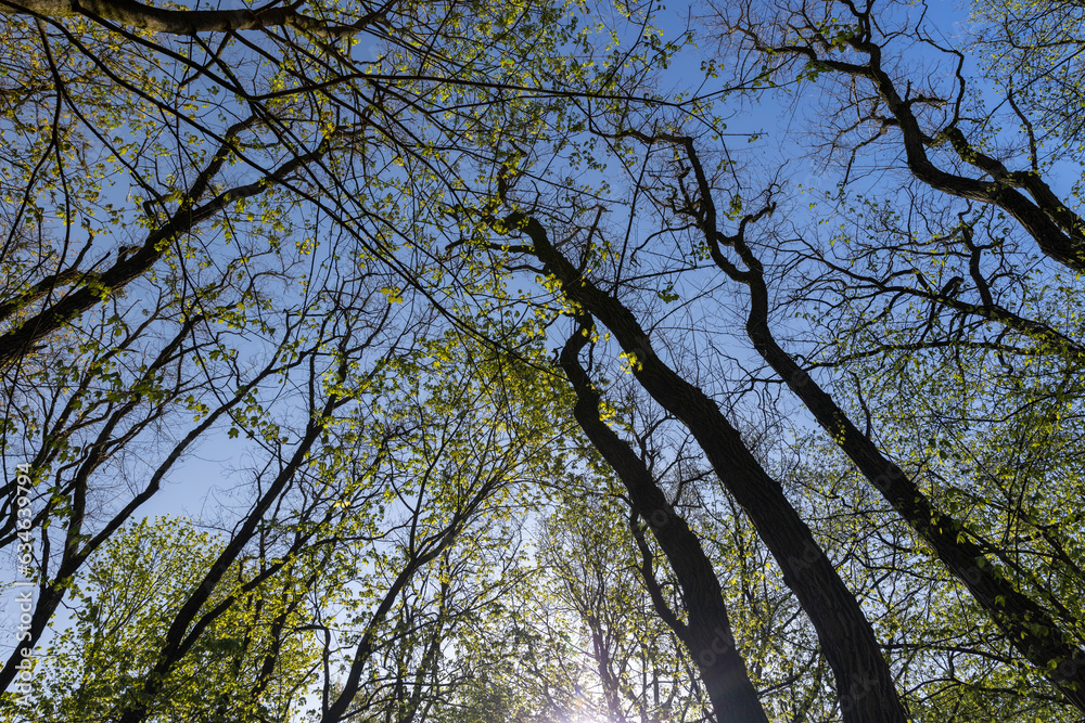 Obraz premium deciduous trees in a mixed forest in the spring season