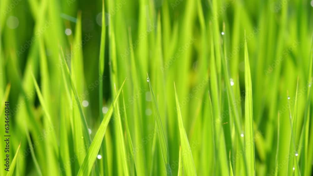 Beautiful ricefield scene with waterdrop early morning Beautiful ricefield scene with waterdrop early morning