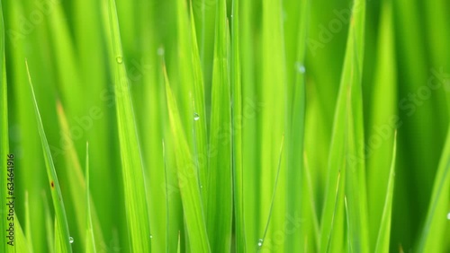 Beautiful rice field scene with waterdrop early morning photo