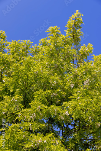 Fototapeta Naklejka Na Ścianę i Meble -  the acacia tree is white with green foliage during flowering in spring