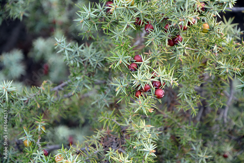 A closeup of branches and fruits of Cade (Juniperus oxycedrus)