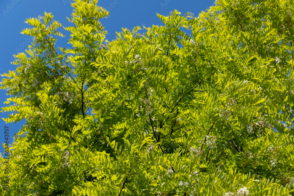 the acacia tree is white with green foliage during flowering in spring the acacia tree is white with green foliage during flowering in spring