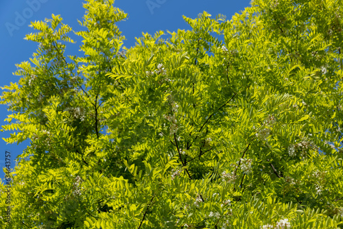the acacia tree is white with green foliage during flowering in spring